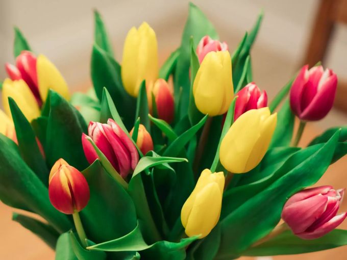 Tulpen sind für Katzen schädlich. Tulpen