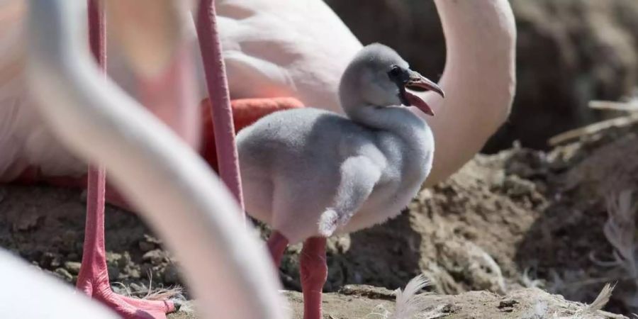 flamingo