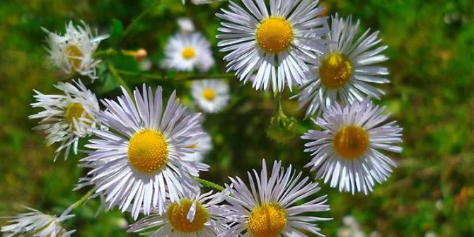 Einjähriges Berufkraut