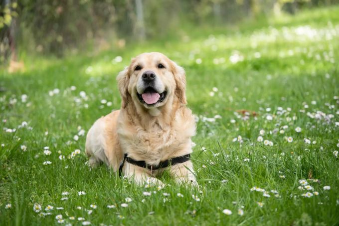 Hunde brauchen Pausen. Ein Hund