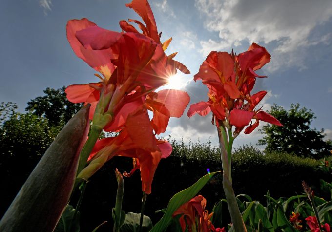 Die Canna zeigt nur dann wirklich viele Blüten, wenn sie einen Platz in der vollen Sonne bekommt. Canna rot Sonne Blüten