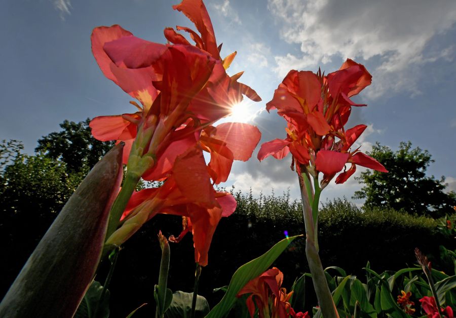 Canna rot Sonne Blüten