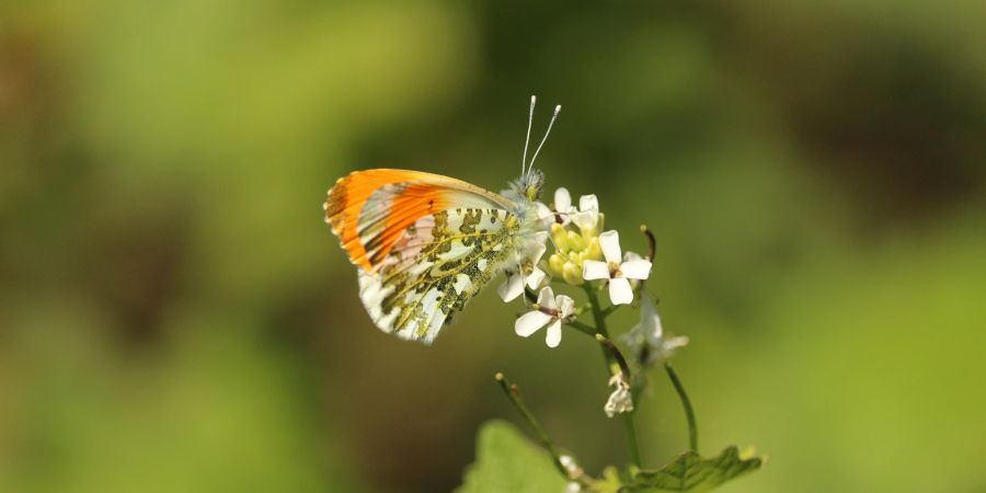 Schmetterling Blüte grün weiss orange