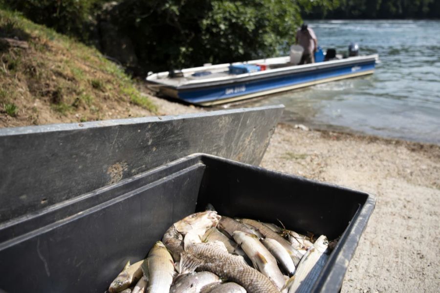 Fischsterben Hitze Rhein