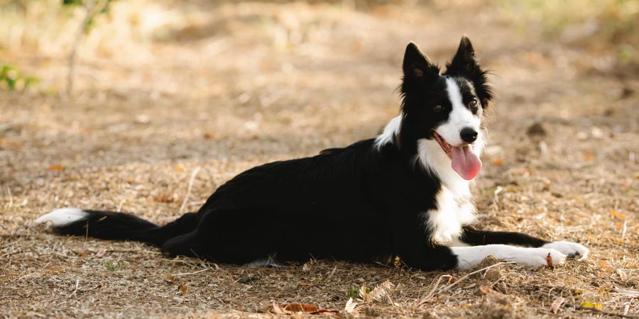 border collie