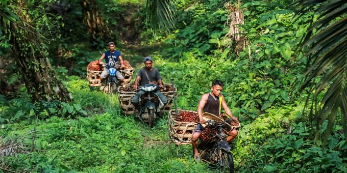 Arbeiter auf einer Palmöl-Plantage in Indonesien (Archivbild). Palmöl