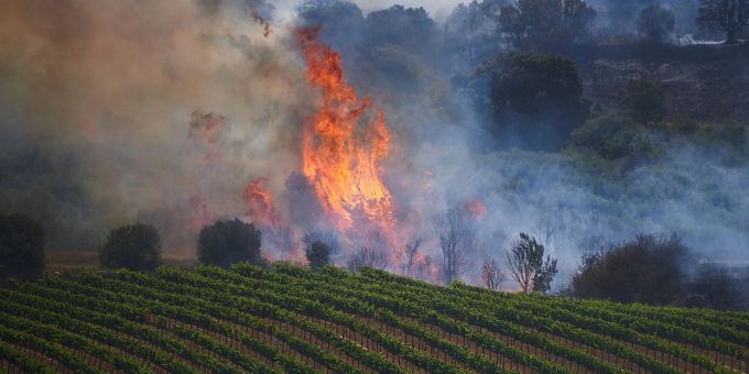 Flammen steigen in einem Weinberg in Nordspanien auf. spanien