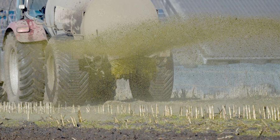 Die Tiere produzieren weit mehr dünger, als die Luzern Böden aufnehmen könnten.