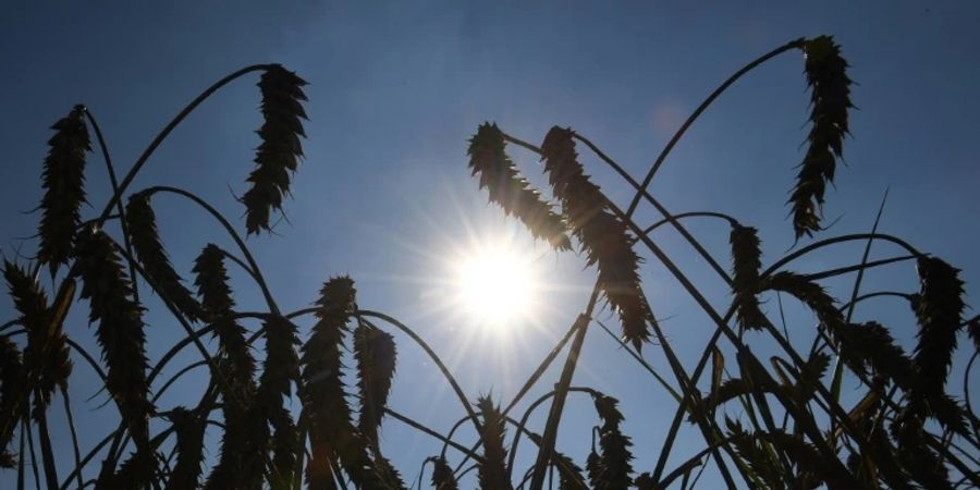 Sonne über Weizenfeld in Bayern