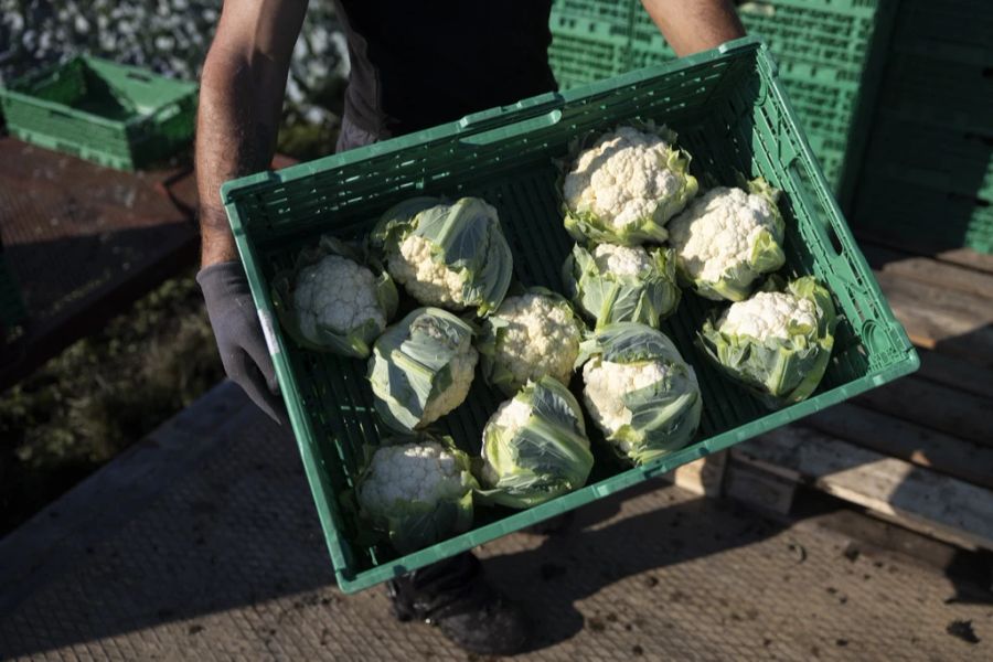 Auch in der Landwirtschaft haben einige eine Erwerbstätigkeit gefunden. (Symbolbild)