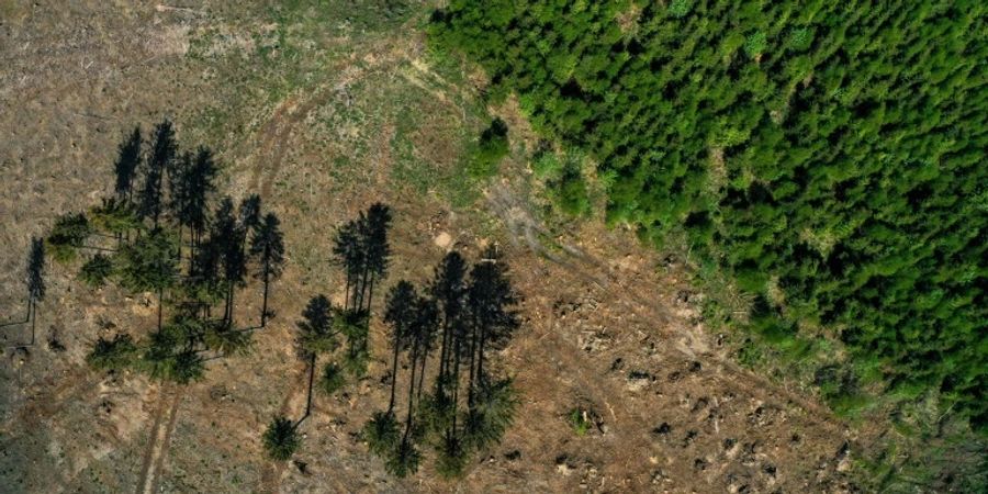 Waldschäden bei Meschede