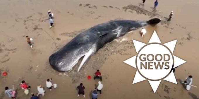 Good News - Pottwal nach 20 Stunden an Land gerettet