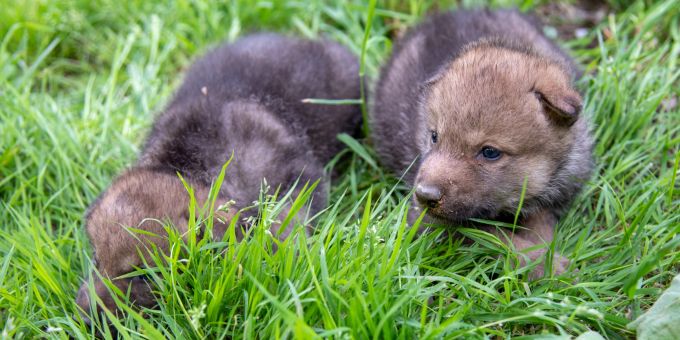 Herzig! - Berner Tierpark freut sich über Nachwuchs bei den Wölfen