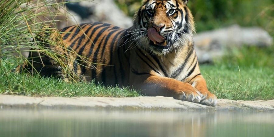 Sumatratiger in einem Zoo in Frankreich