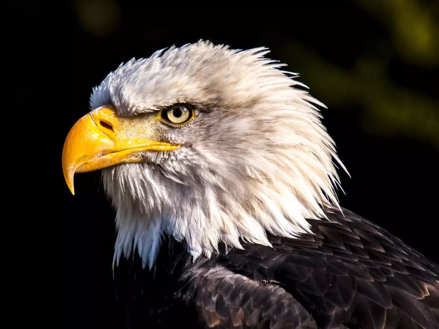 Weisskopfseeadler