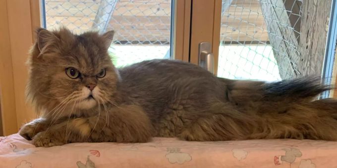 Der Perser-Kater sucht ein neues Zuhause ohne weitere Katzen. Amor Tierheim Böhler