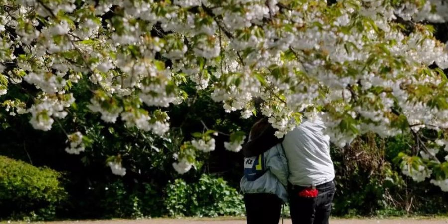 Unter blühenden Bäumen umarmen sich ein Mann und eine Frau in einem Park an der Aussenalster. Foto: picture alliance / Axel Heimken/dpa