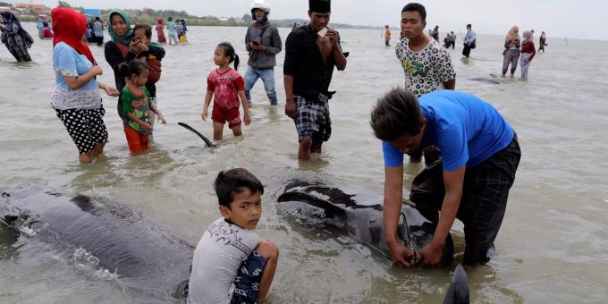 Anwohner inspizieren den Kadaver eines Grindwals, der an einem Strand in Bangkalan auf der Insel Madura gestrandet ist. Dutzende von Kurzflossen-Grindwalen sind bei einer Massenstrandung vor der indonesischen Insel Madura gestorben, sagte ein Beamter am Freitag. Foto: Trisnadi Grindwale Indonesien gestrandet