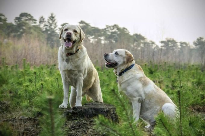 Zwei Hunde in der Natur. zwei Hunde