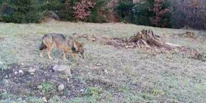 Wolf in Bäretswil