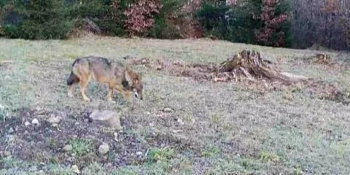 In Bäretswil im Zürcher Oberland war am Freitag ein Wolf unterwegs, wie ein Foto einer Wildtierkamera zeigt. Wolf in Bäretswil