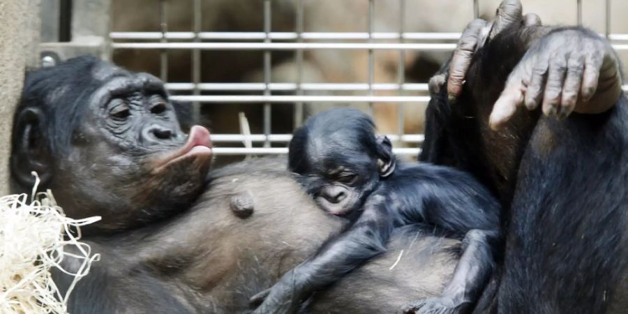 Bonobo-Weibchen sind zärtliche Mütter - auch gegenüber fremden Babys. Anders als andere Tierarten adoptieren sie völlig uneigennützig Waisenkinder aus anderen Gruppen (Archivbild).