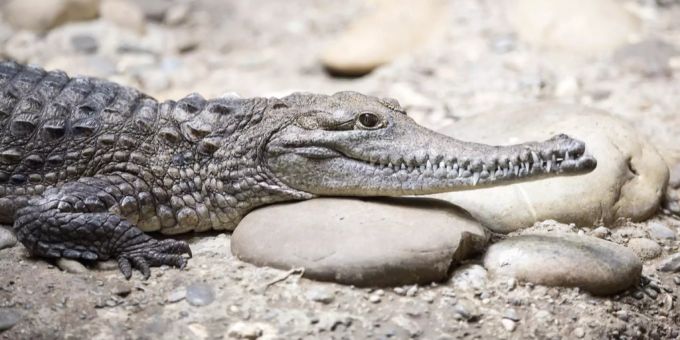 In Südafrika treiben sich mehrere ausgebrochene Krokodile rum. (Symbolbild) krokodil