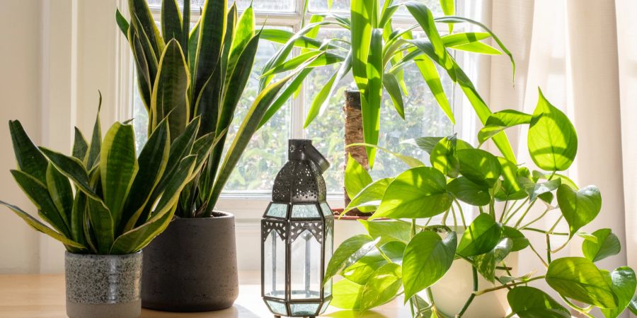 Eine Zimmerpflanze wertet Ihren Fensterbereich optisch gekonnt auf - ob einzeln oder mit weiteren Pflanzen.