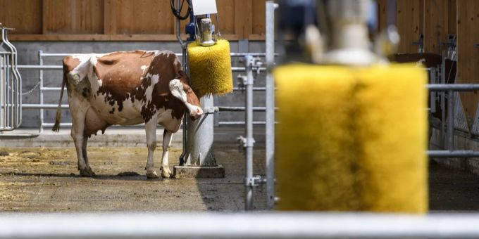 Eine Kuh wird von einer Maschine geputzt. Der Rindviehstall trägt dem Tierwohl Rechnung und berücksichtigt die kantonalen Vorgaben in Bezug auf Nachhaltigkeit. Tierwohl