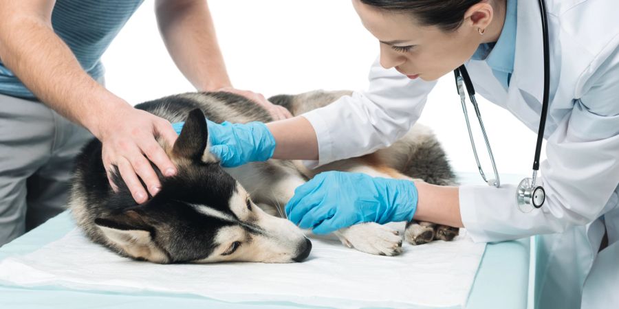 Bei Vergiftungssymptomen mit Borax sollte immer ein Tierarzt kontaktiert werden.
