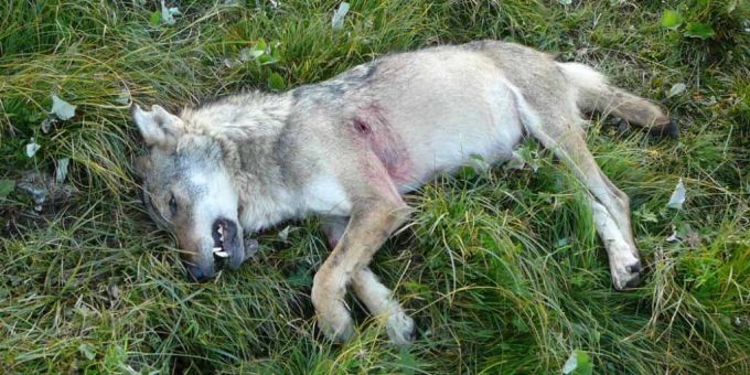 Ein erlegter Wolf liegt in einer Alpwiese. Der Kanton Graubünden wollte in der vom 1. Dezember bis 31. Januar dauernden Regulationsperiode ganze 44 Wölfe schiessen. (Symbolbild) Wolf