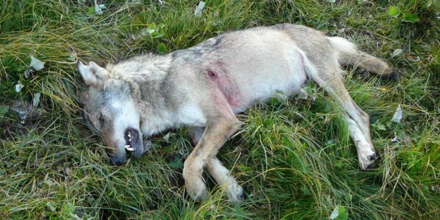 Ein erlegter Wolf liegt in einer Alpwiese. Der Kanton Graubünden wollte in der vom 1. Dezember bis 31. Januar dauernden Regulationsperiode ganze 44 Wölfe schiessen. (Symbolbild)