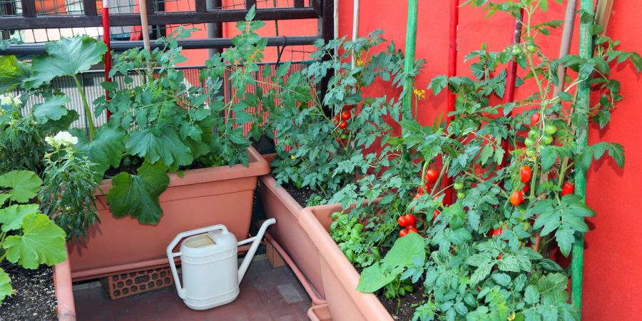 Balkon mit verschiedenen Gemüsepflanzen