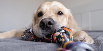 Hund mit Spielzeug