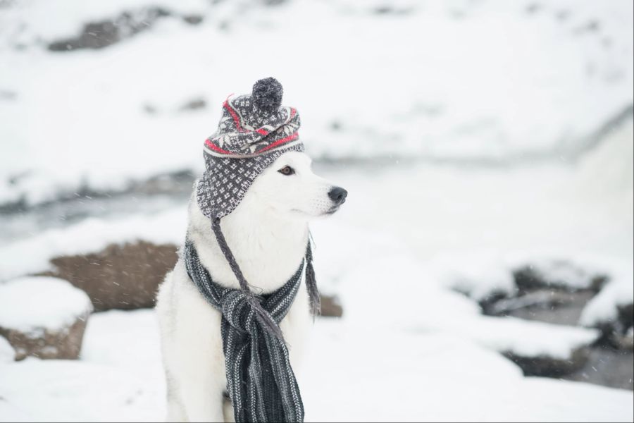 Hund, Fell, Winter, Kälte