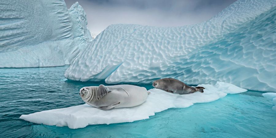 Erstmals haben britische Wissenschaftler nach eigenen Angaben die Vogelgrippe bei Säugetieren nahe der Antarktis entdeckt (Archivbild).