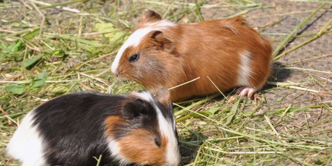 Meerschweichen fressen Gras, Heu