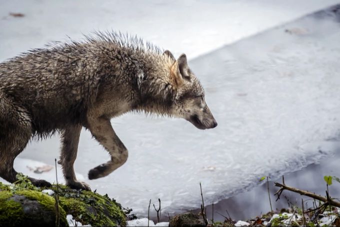 Ein Wolf im Wildnispark Langenberg, aufgenommen am Freitag, 8. Dezember 2023 in Langnau am Albis. Wolf Schweiz