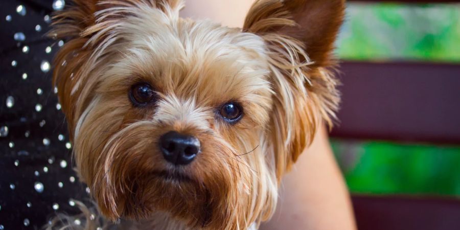 Yorkshire Terrier