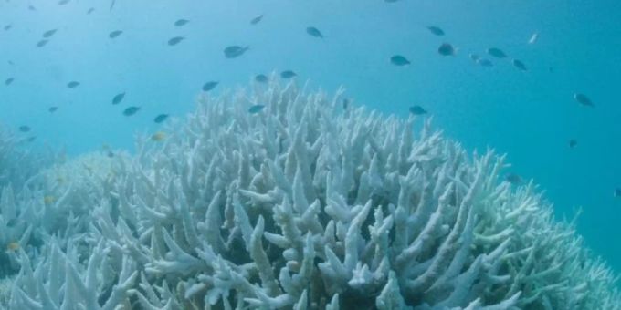 Das Great Barrier Korallenriff erleidet bereits die dritte Korallenbleiche nach 2016 und 2017. Schuld ist die Erhöhung der Wassertemperatur im Rahmen des Klimawandels. (Archivbild) Korallenriff