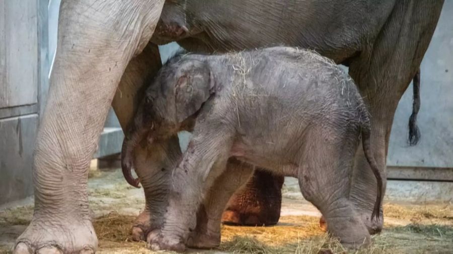 elefant zoo zürich