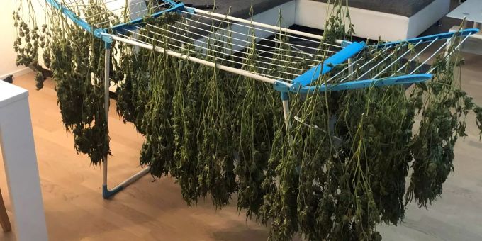 Polizei stellt Mehrere Kilogramm an Hanfblüten sicher.