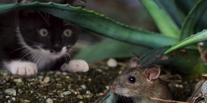 Eine Katze beobachtet eine Maus. Toxoplasma gondii