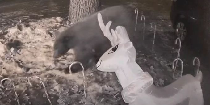 Ein Bär attackierte in Nevada ein Plastik-Rentier. bär