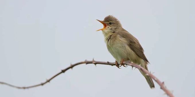 Der Sumpfrohrsänger, ein virtuoses Gesangstalent, ist der Vogel des Jahres 2023. Vogel des Jahres 2023