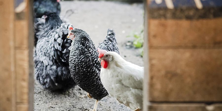Vom nächsten Montag an bis mindestens am Mitte Februar 2023 gelten in Geflügelhaltungen in der ganzen Schweiz vorbeugende Massnahmen gegen die Vogelgrippe. (Archivbild)