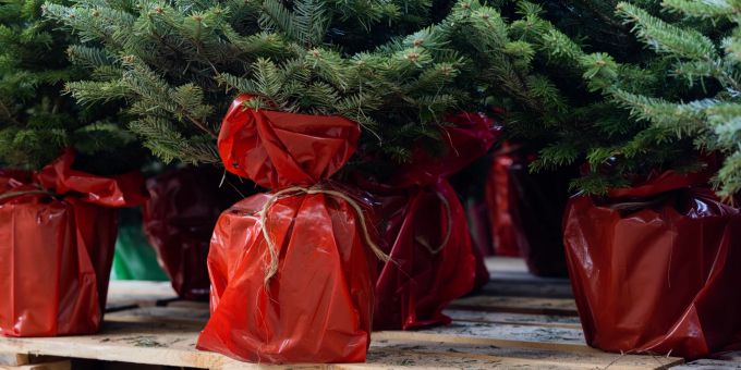 Immer mehr Konsumenten entscheiden sich für einen Christbaum im Topf. (Symbolbild) Weihnachtsbaum Topf Plastiksack rot
