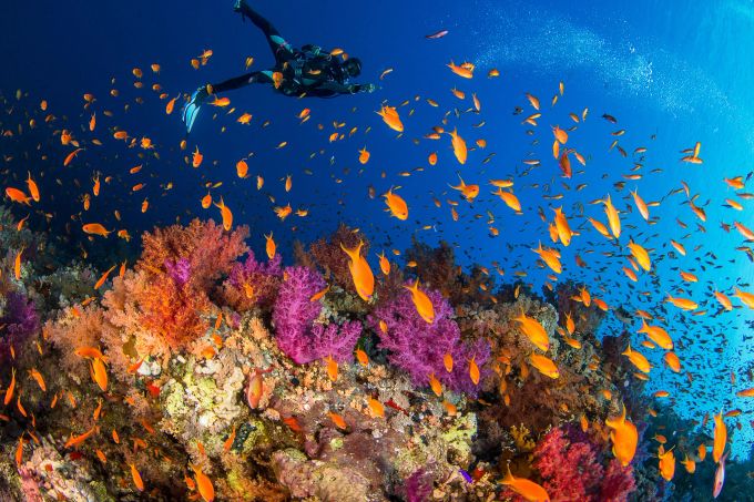 Choreografie in leuchtendem Orange: Fahnenbarsche tummeln sich am Riff. Riff Korallen Fische Taucher Meer