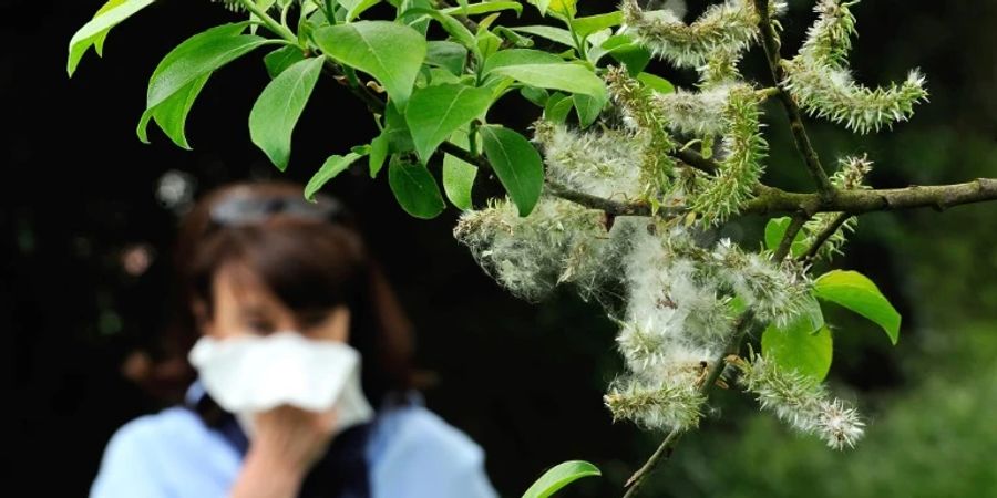 Im Frühling steigt die Pollenbelastung für Allergiker