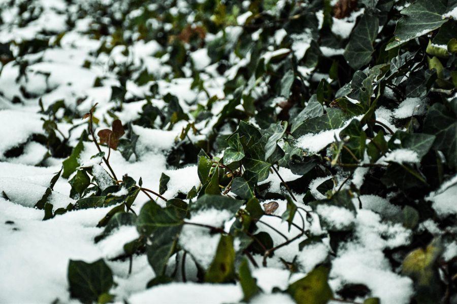 Efeu Schnee Immergrün Winter